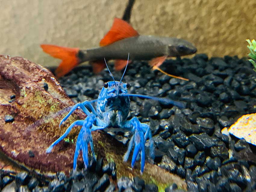 crayfish care