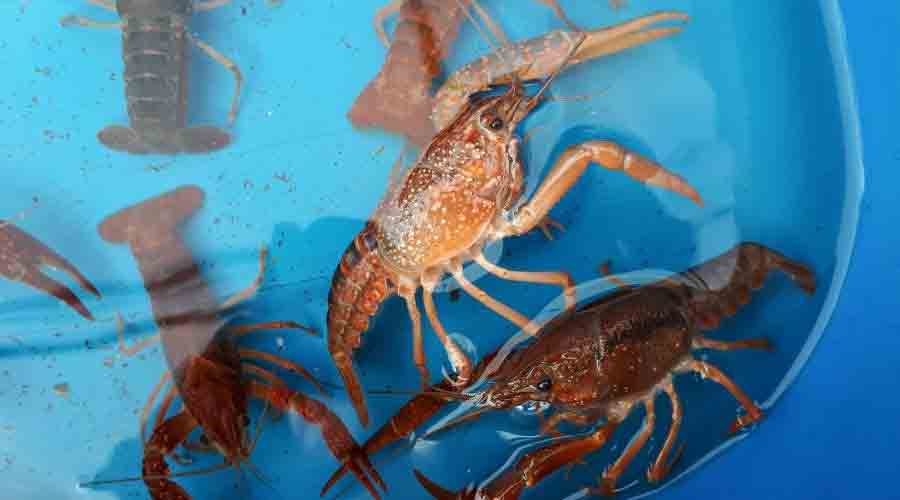 breeding crayfish from home