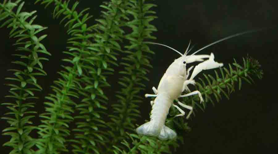 pet crayfish tips