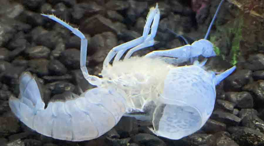 crayfish molting