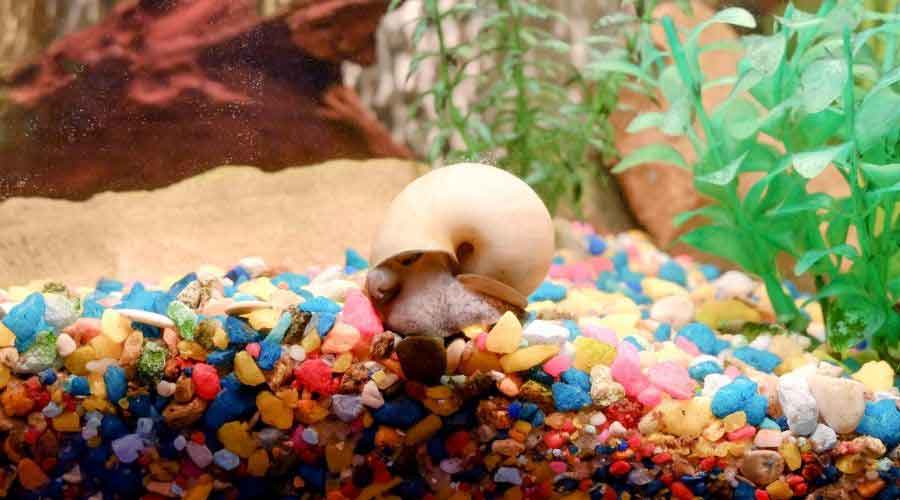 snail in fish tank