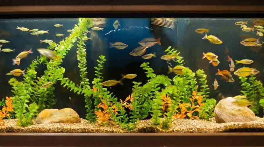 cycle a fish tank faster