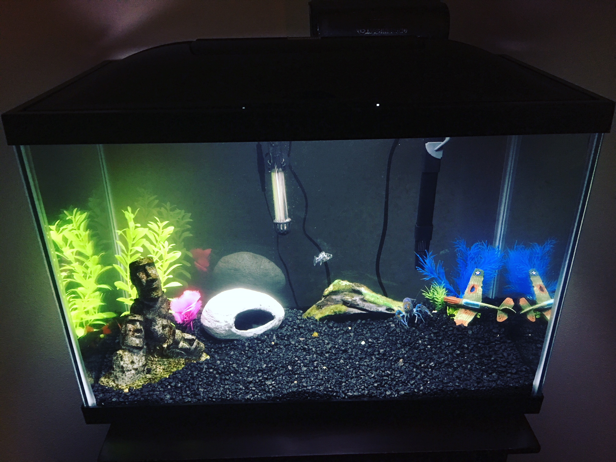 complete tropical fish tank setup