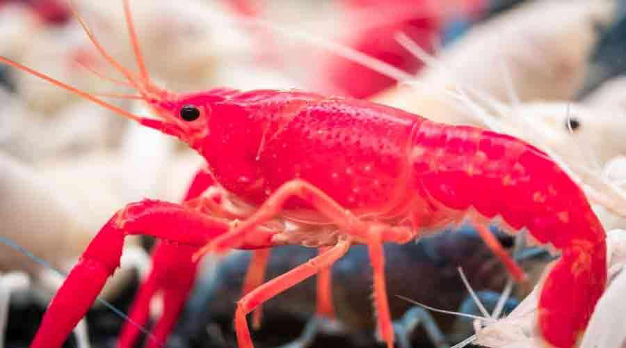 pet crayfish care starting out