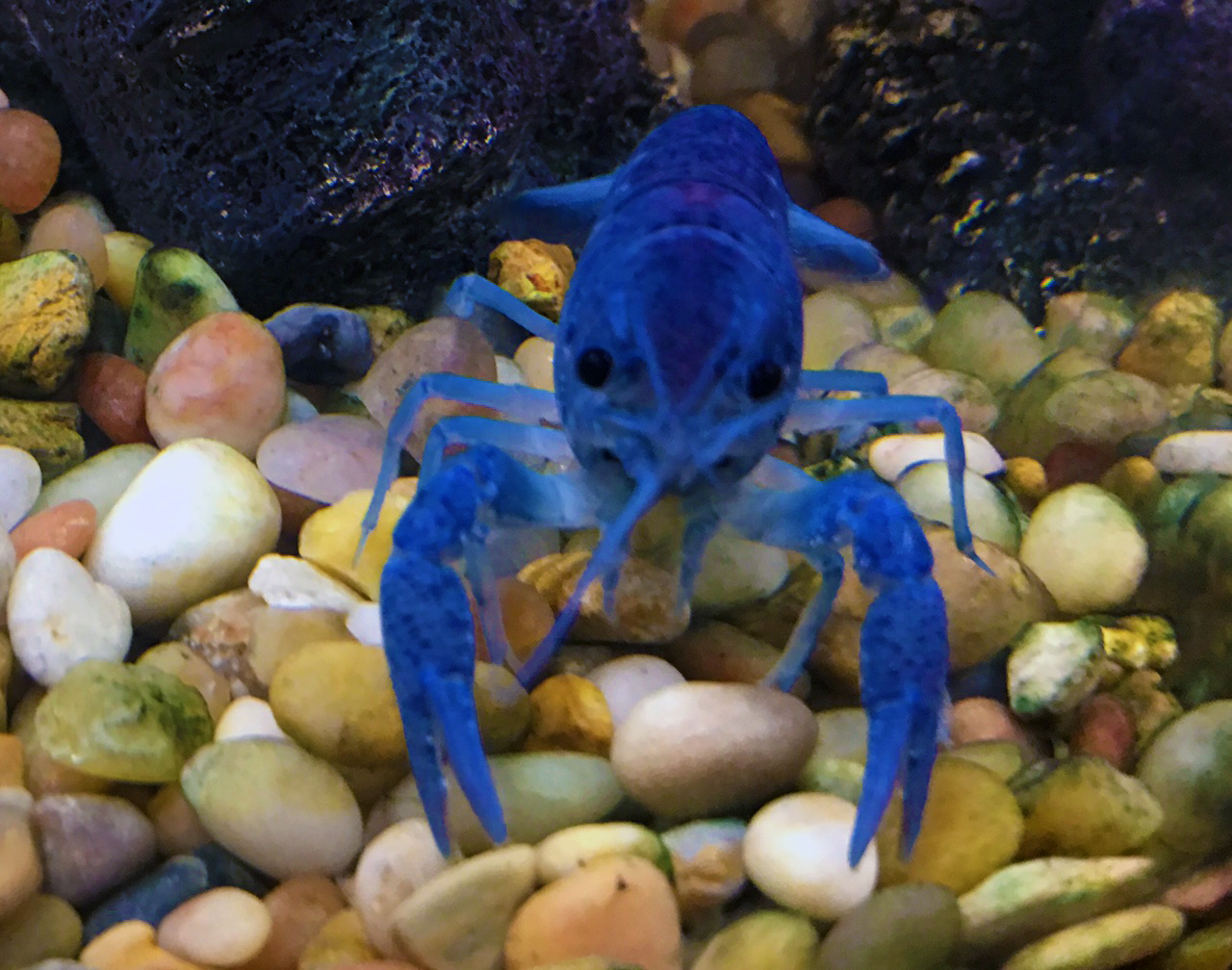 What Do You Need for a Pet Crayfish?