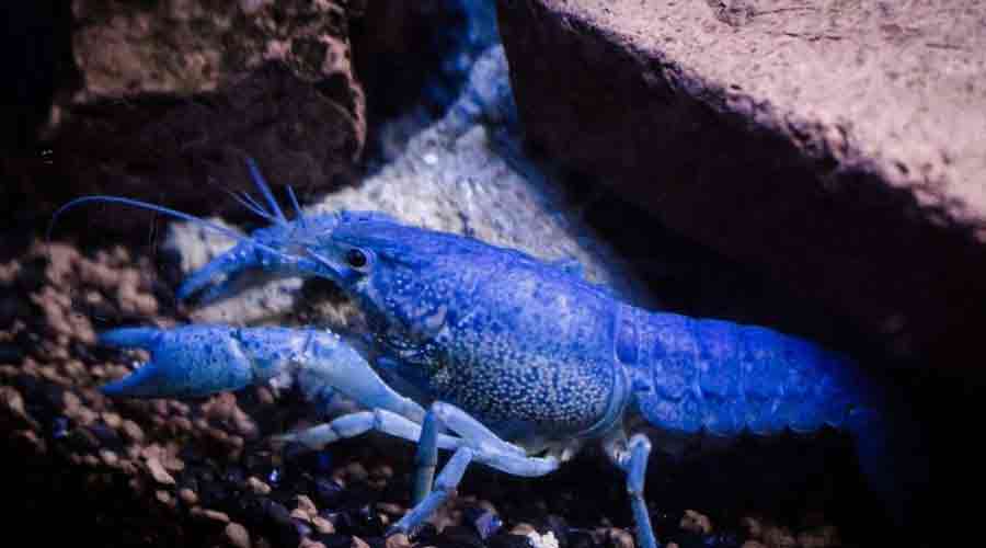 blue crayfish in aquarium