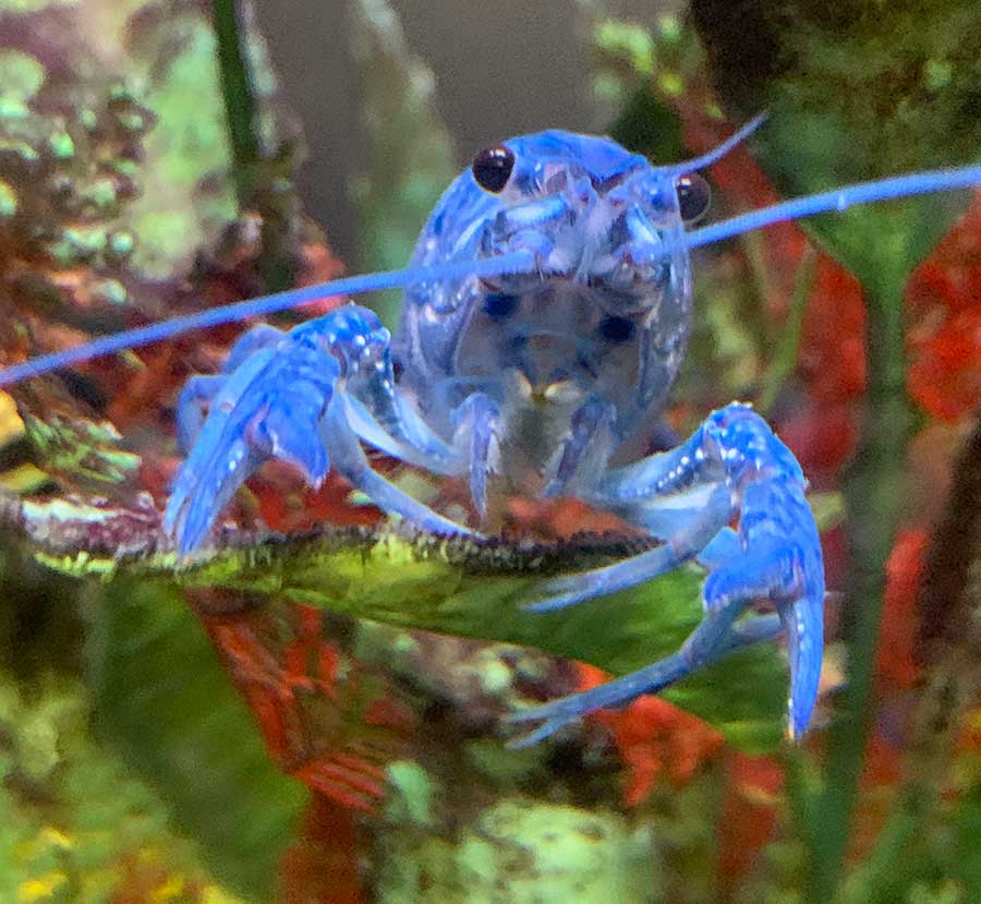 blue crayfish in tank
