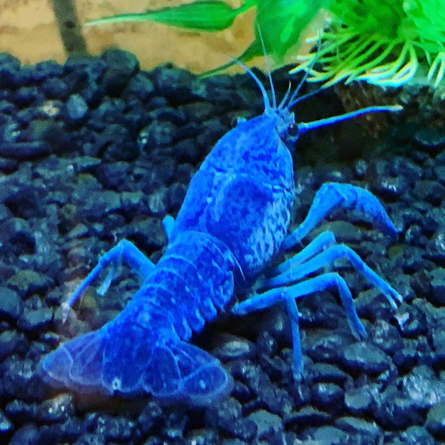 pet blue crayfish