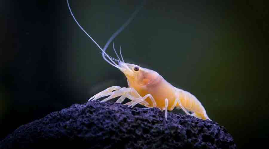 yellow crayfish in fish tank