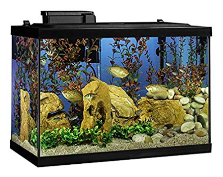 tetra fish tank