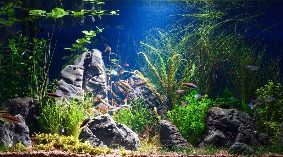 best 10-gallon fish tank review