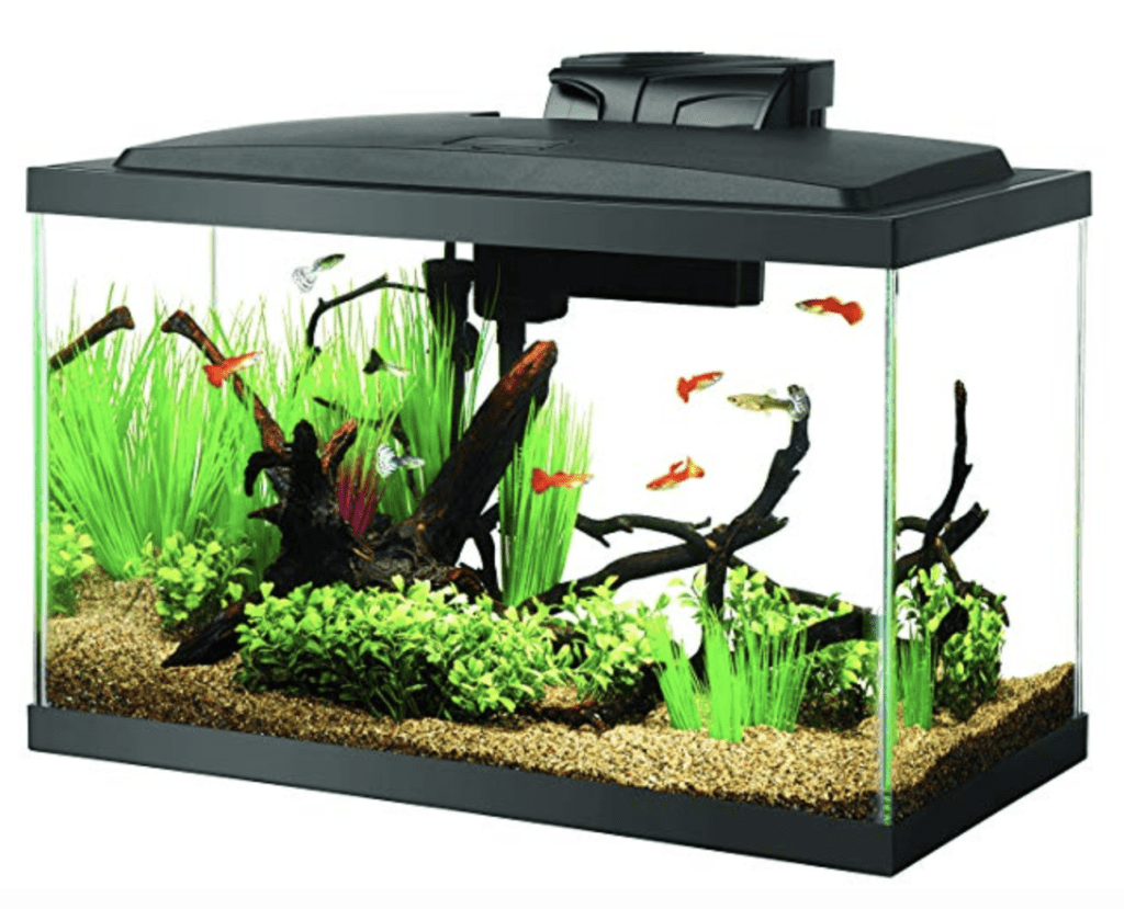 Best 10-Gallon Fish Tanks Available - Top 6 of 2020