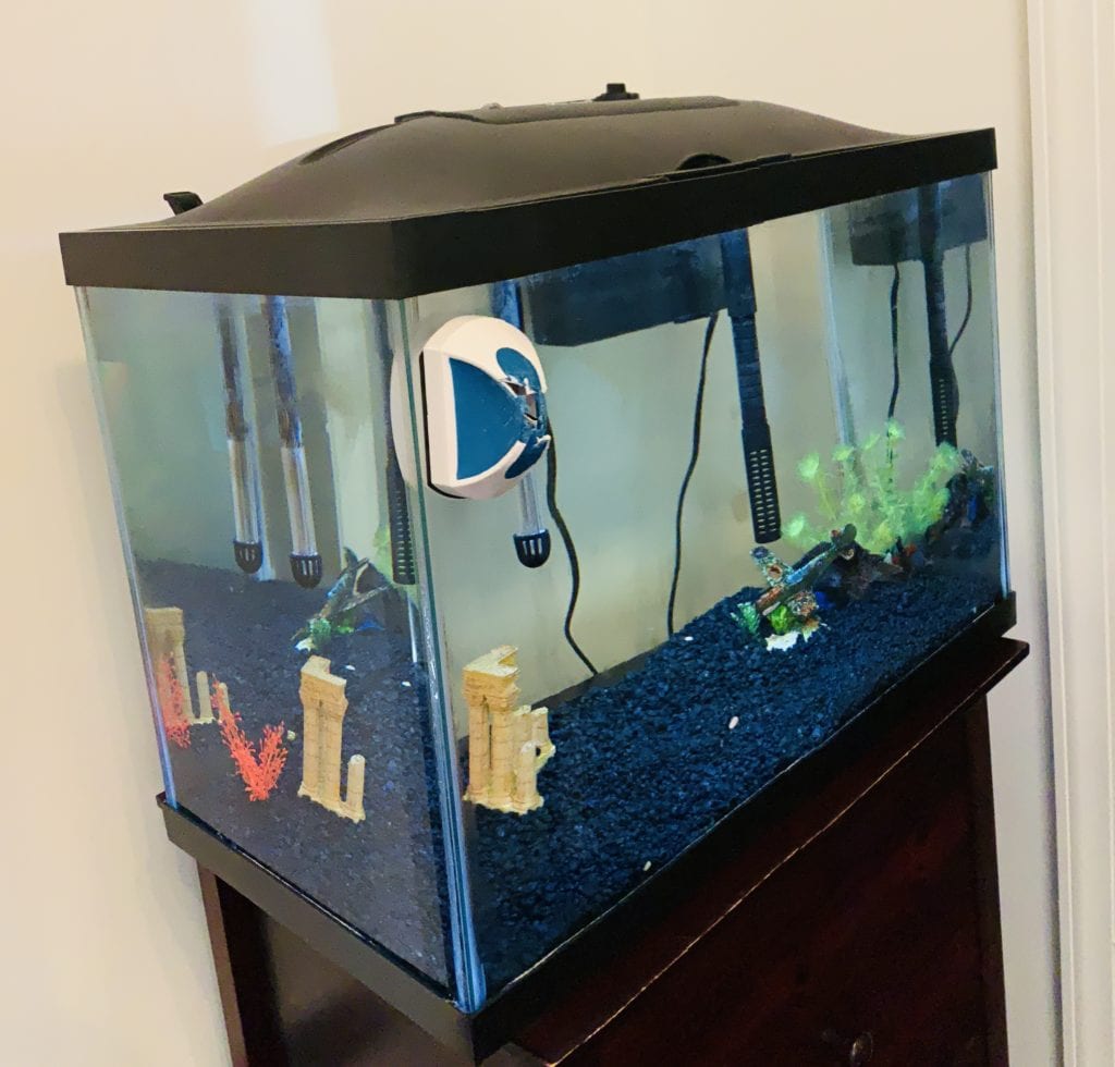 Starting a 10 Gallon Fish Tank: Step by Step Guide