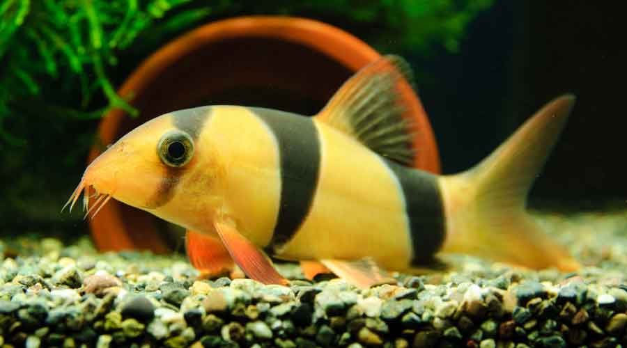 clown loach swimming