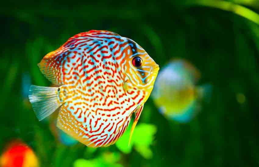 discus freshwater fish