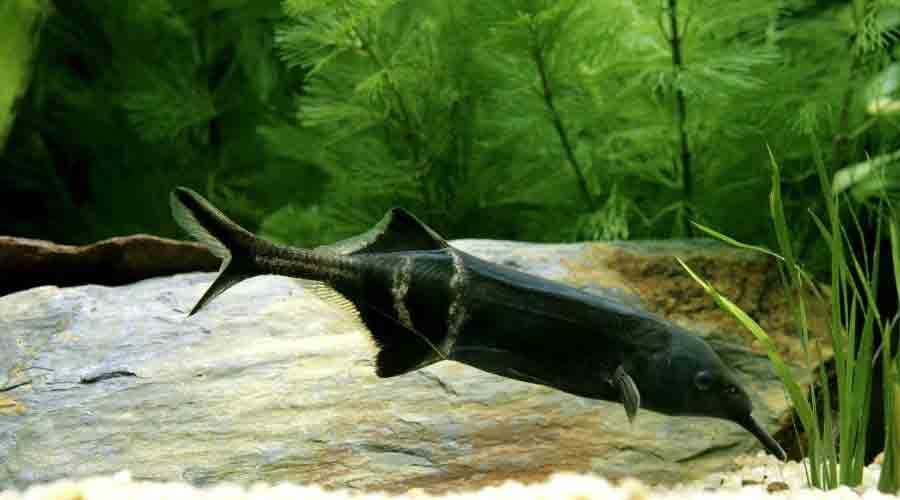 elephantnose fish