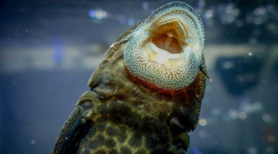 fish for freshwater tanks