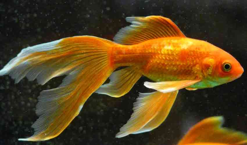 goldfish swimming