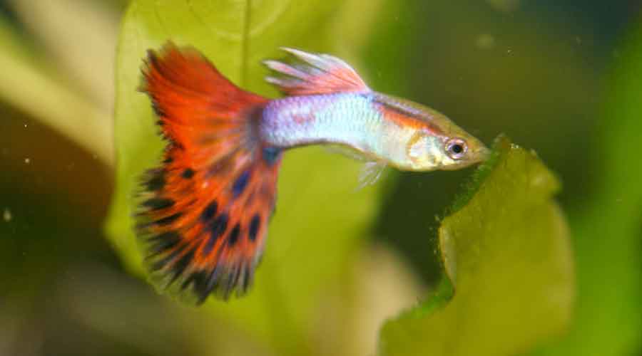 guppy in freshwater tank