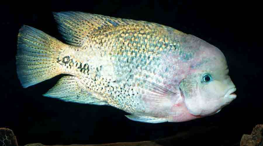 jack dempsey fish gray