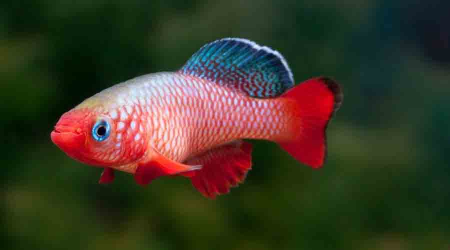 killifish fish for freshwater tanks