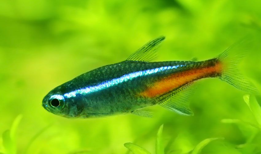 neon tetra popular aquarium fish