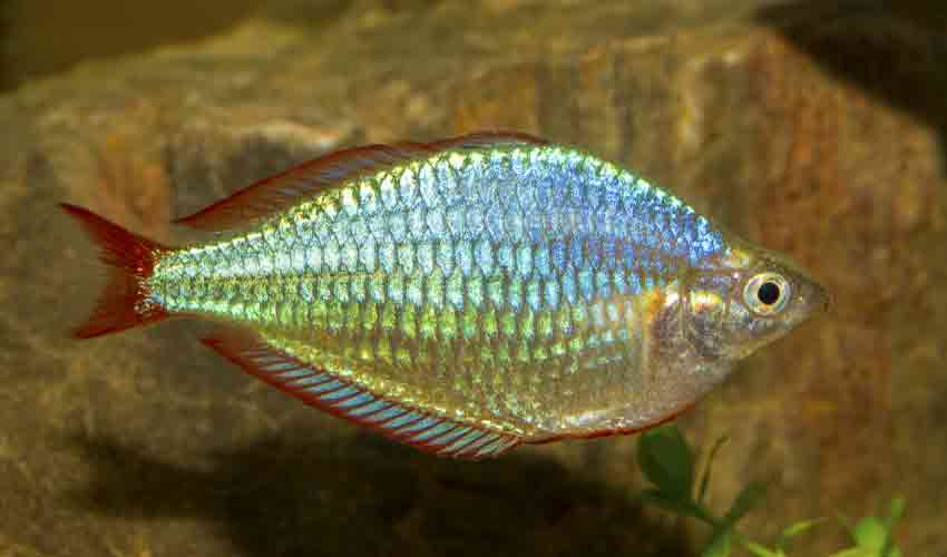 rainbow fish