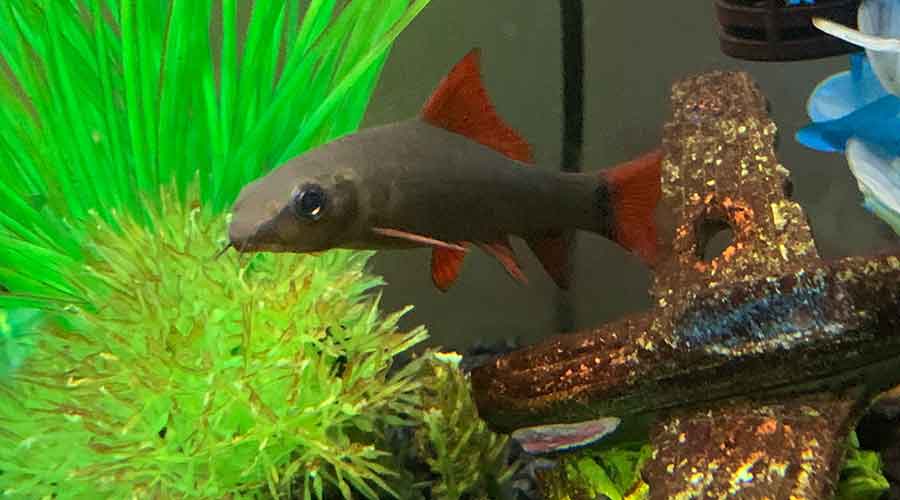 rainbow shark in tank