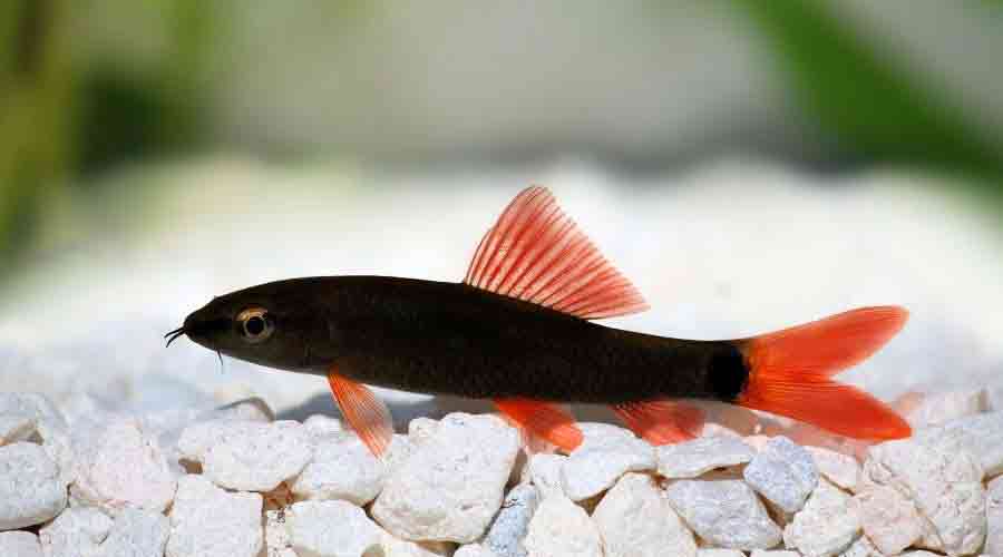 rainbow shark guide