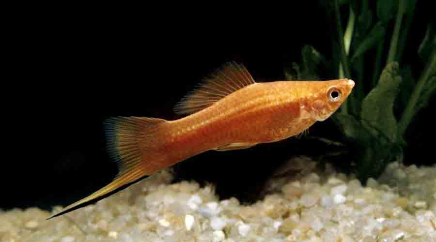 swordtail fish