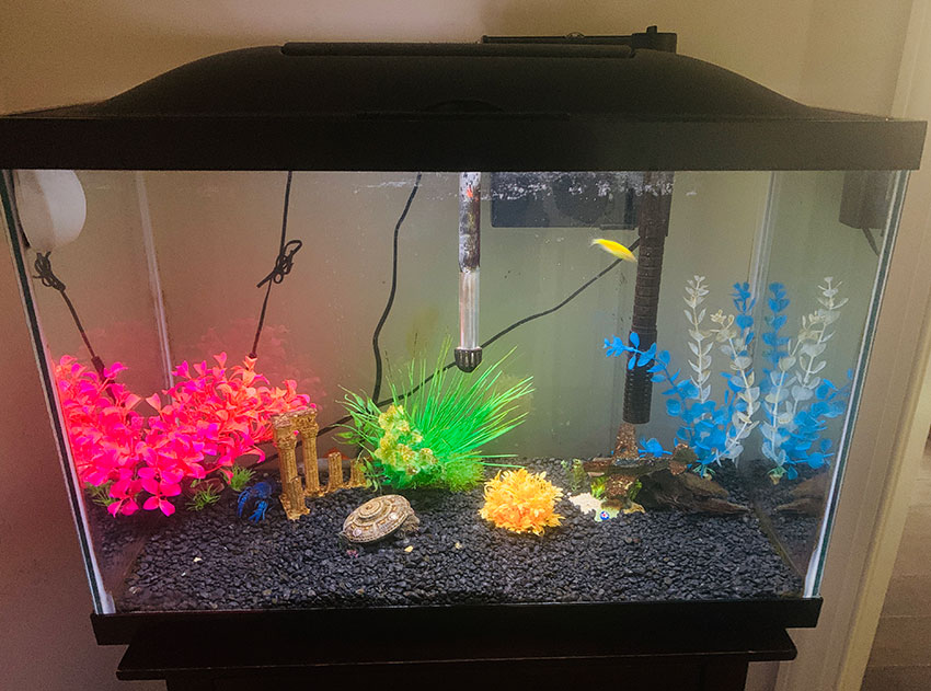 Cheap Fish Tanks: The Best & Most Affordable Fish Tanks Around