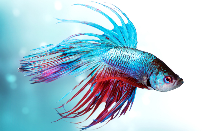 betta fish