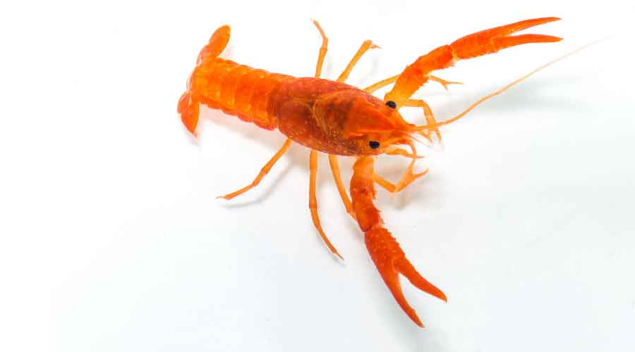 mexican dwarf crayfish
