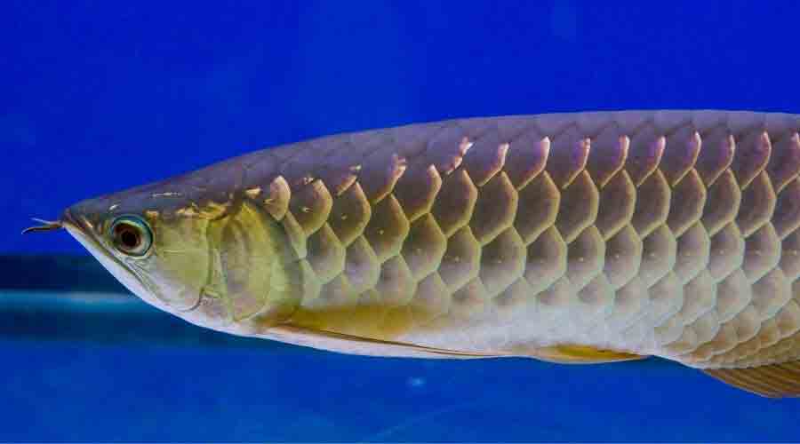 platinum arowana in tank