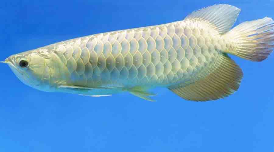 platinum arowana in blue water