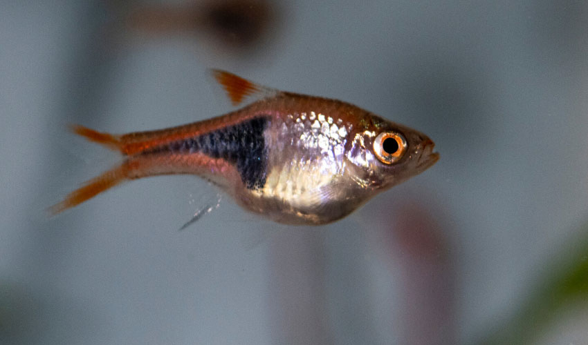 rasbora in a fish tank