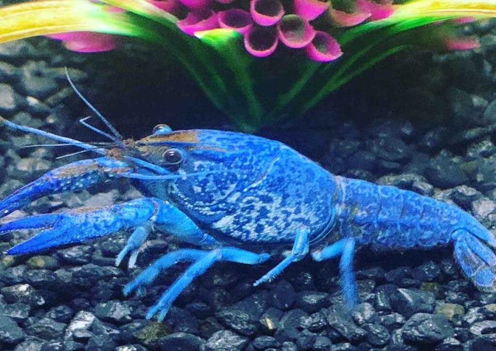 blue lobsters fish tank size