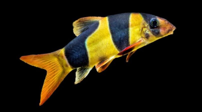clown freshwater fish