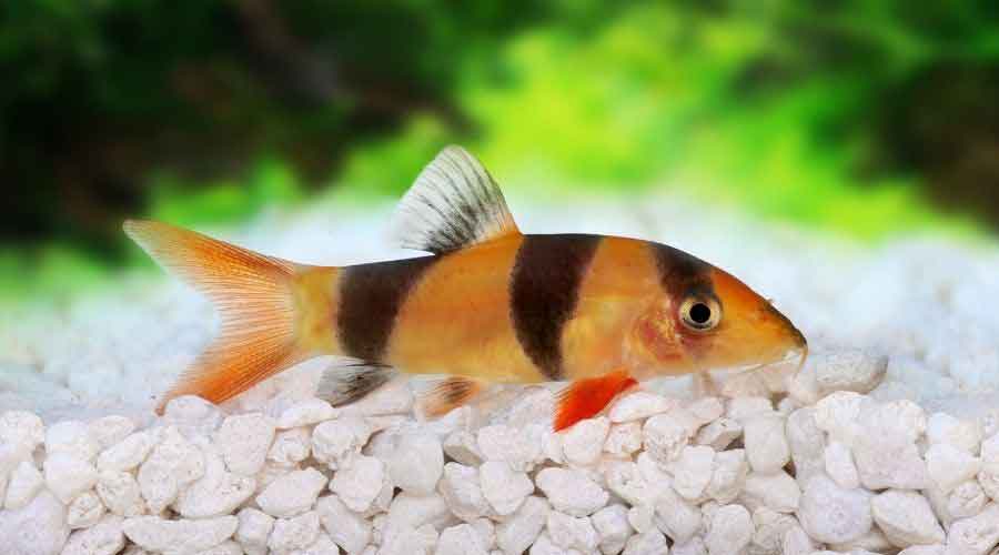clown loach in aquarium