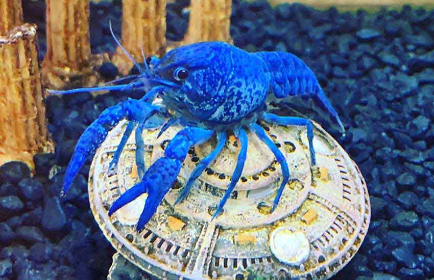 blue crayfish in bottom of tank