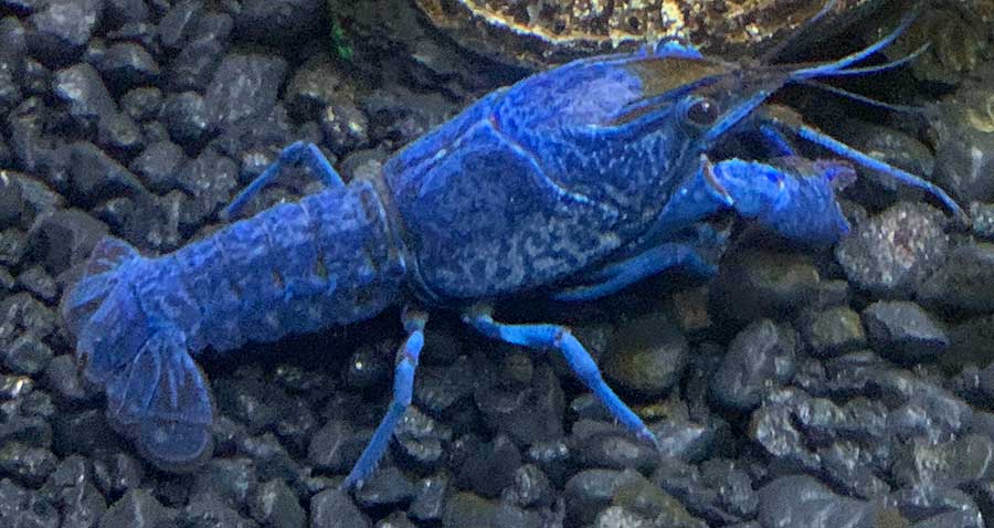 crayfish blue lenny