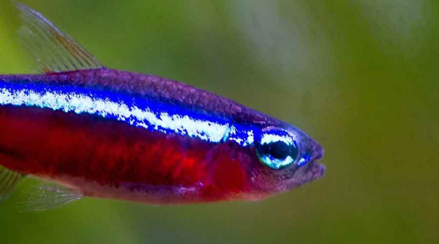 neon tetra in tank