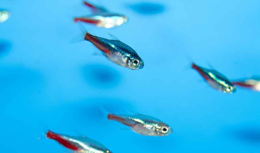 neon tetras in tank