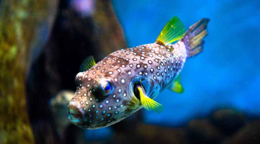 pea puffer swimming in fish tank