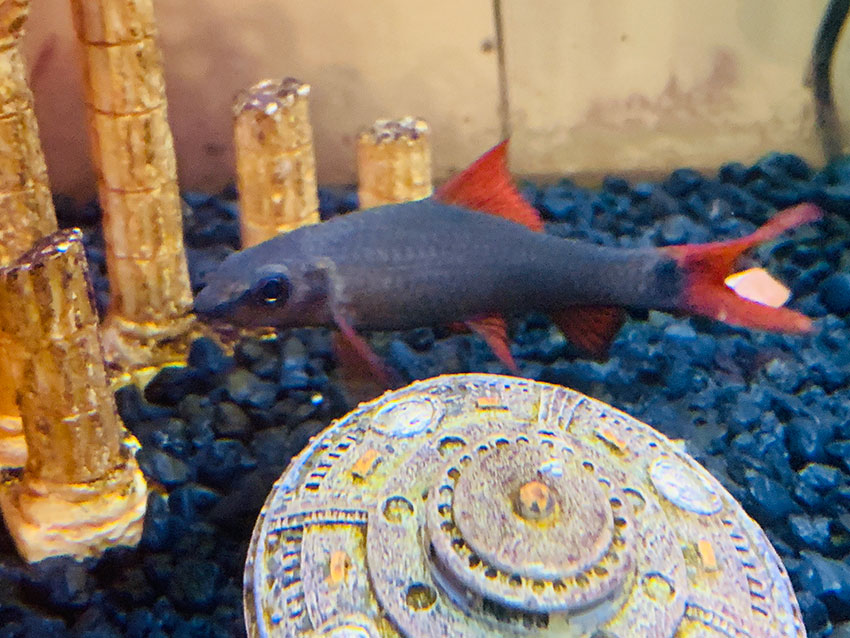 rainbow shark in fish tank