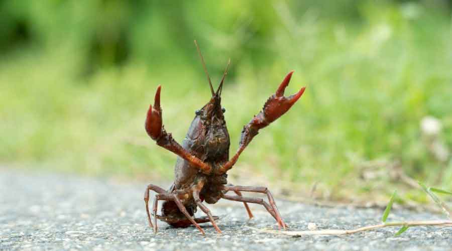 red swamp crayfish showing claws