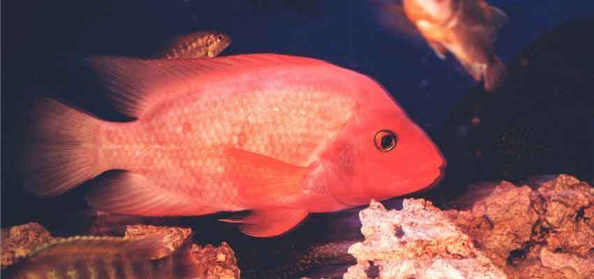 red texas cichlid in tank