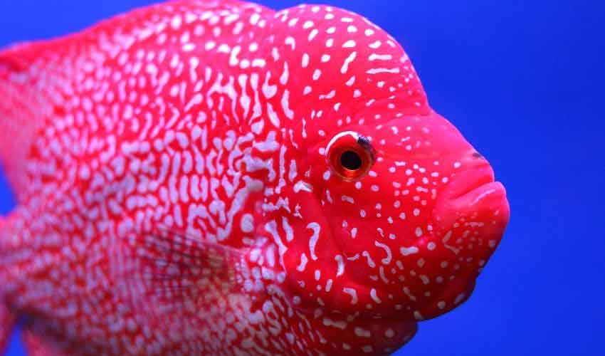 red texas cichlid care