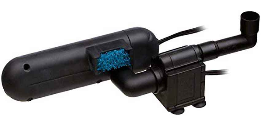 how to get rid of algae