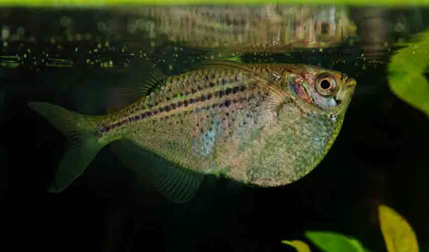 hatchetfish in tank